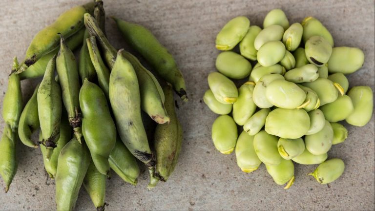 Comment cuisiner des fèves fraiches, sèches ou surgelés ?