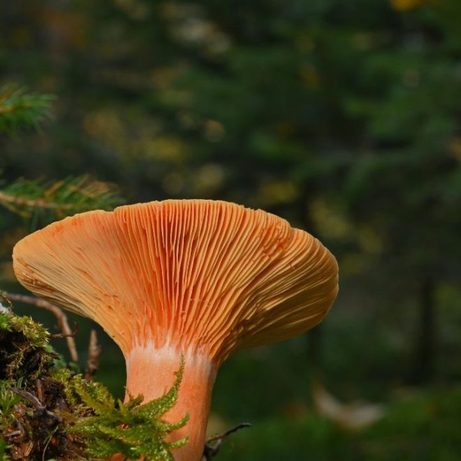 Comment cuisiner des chanterelles ?