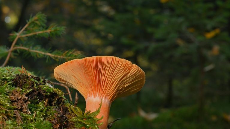 Comment cuisiner des chanterelles ?